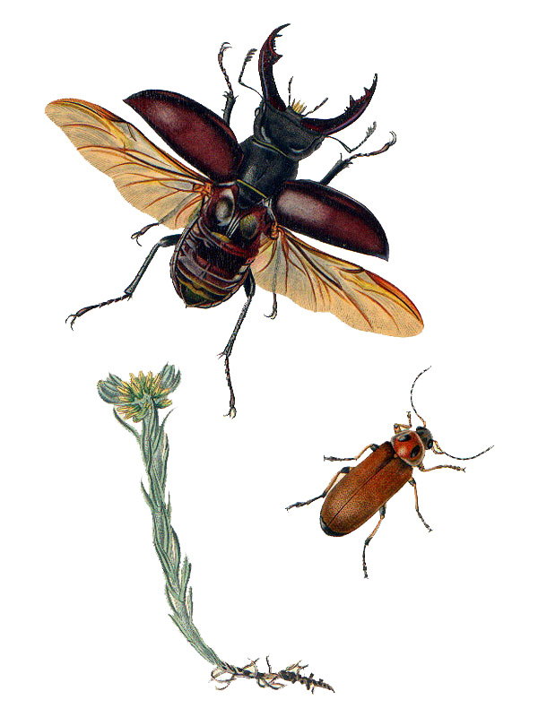Filago germanica