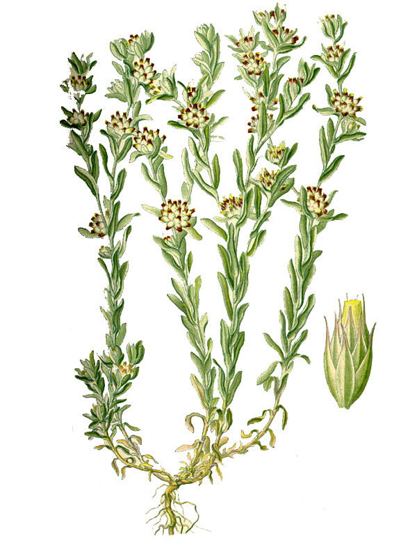 Filago lutescens