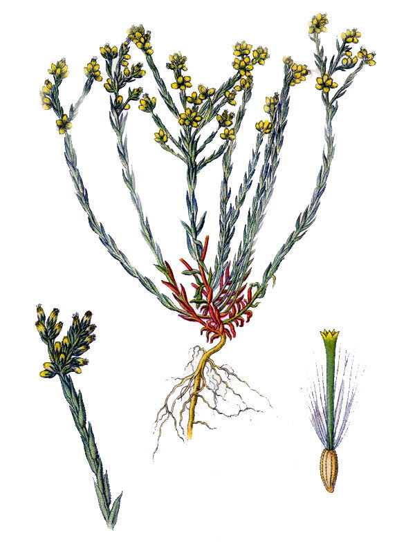 Filago minima