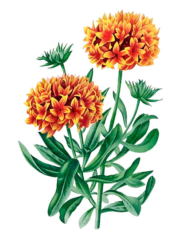 Gaillardia grandiflora