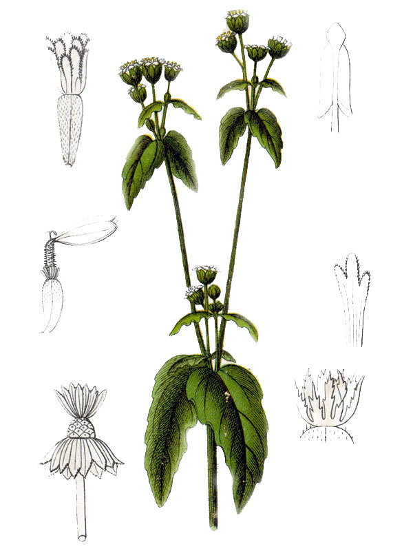Galinsoga parviflora