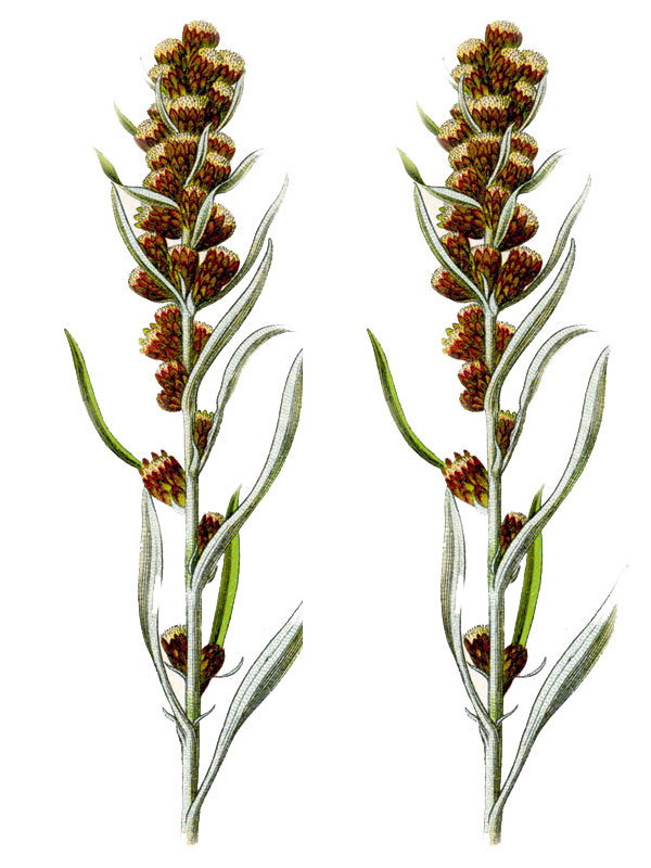 Gnaphalium silvaticum
