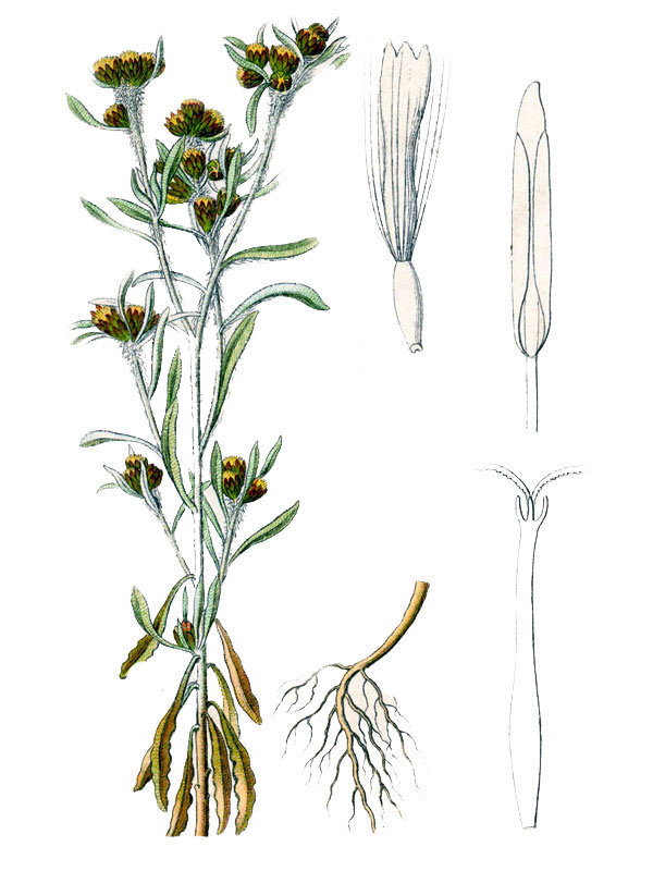 Gnaphalium uliginosum