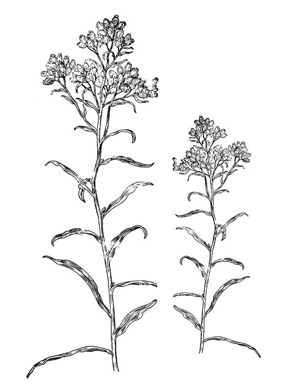 Gnaphallium polycephalum