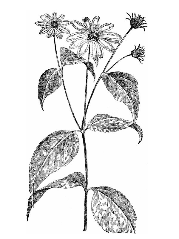 Helianthus decapetalus