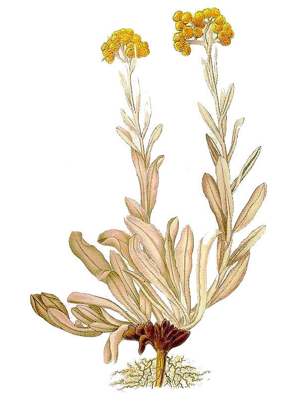 Helichrysum arenarium