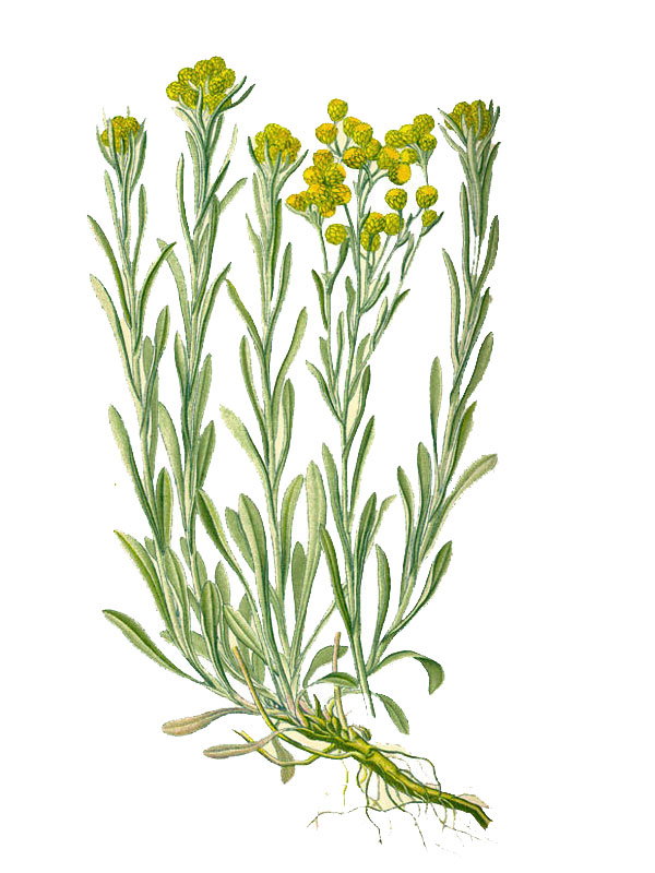 Helichrysum arenarium