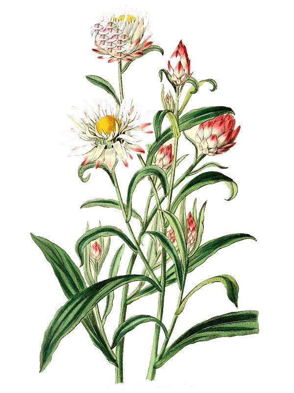 Helichrysum macranthum