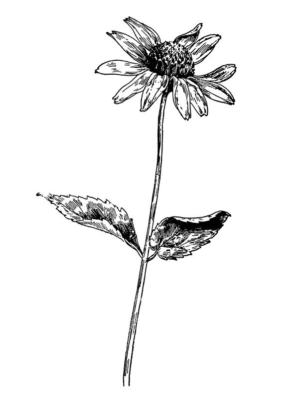 Heliopsis helianthoides