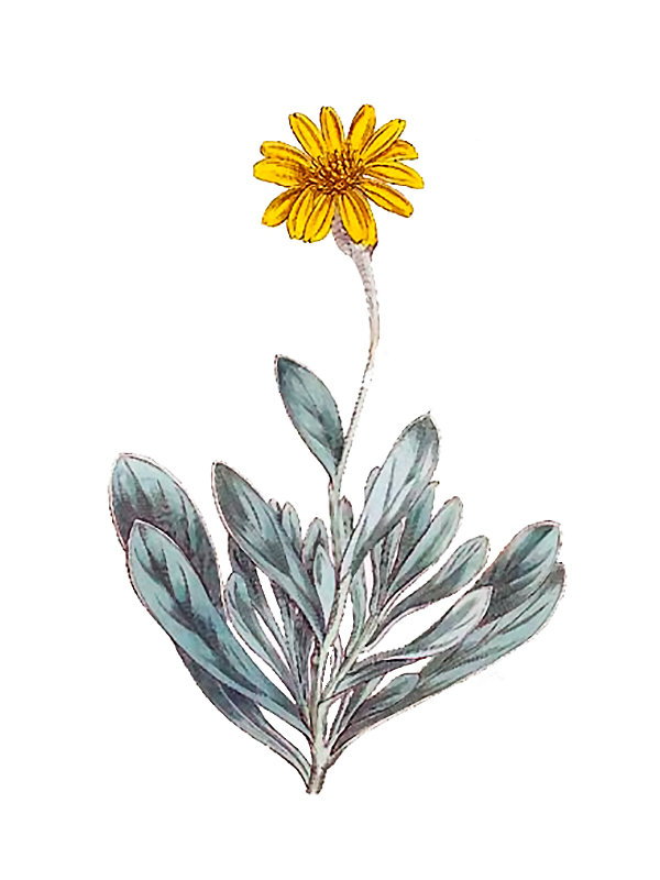 Hertia cheirifolia