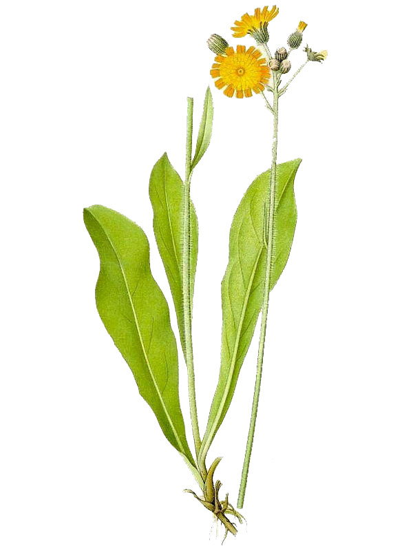 Hieracium aurantiacum