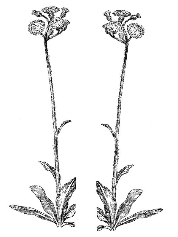 Hieracium aurantiacum