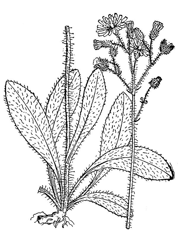 Hieracium caespitosum
