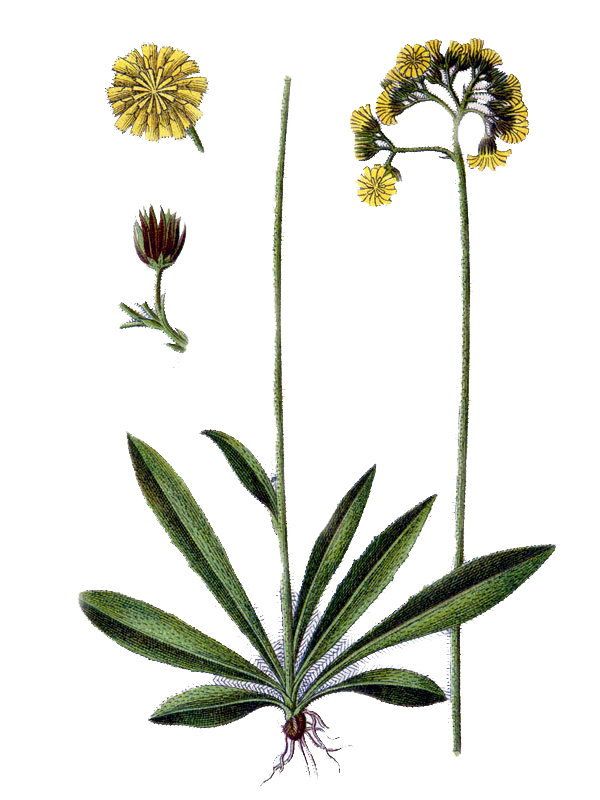 Hieracium cymosum