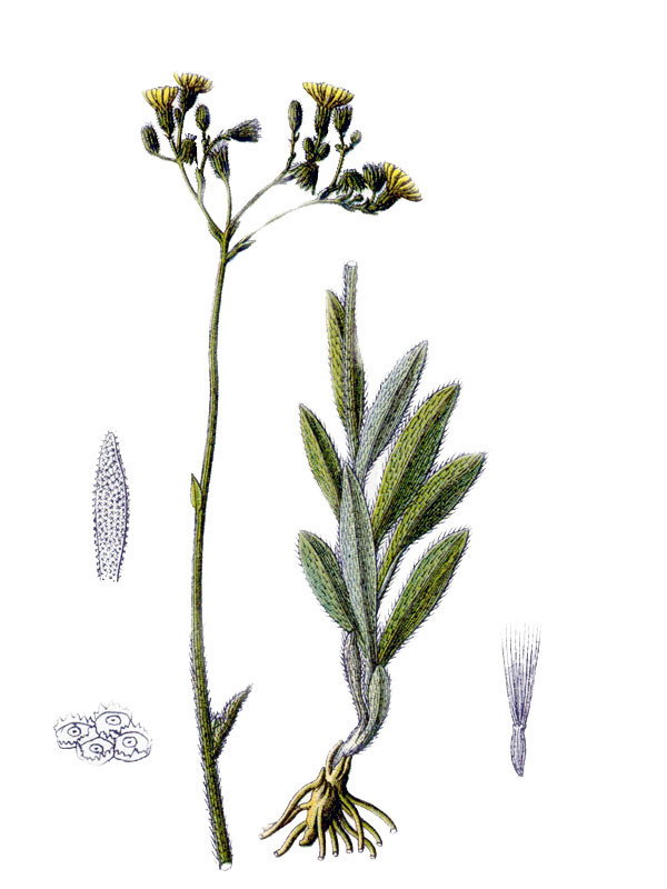 Hieracium echioides
