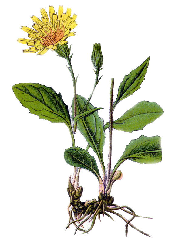 Hieracium jacquini