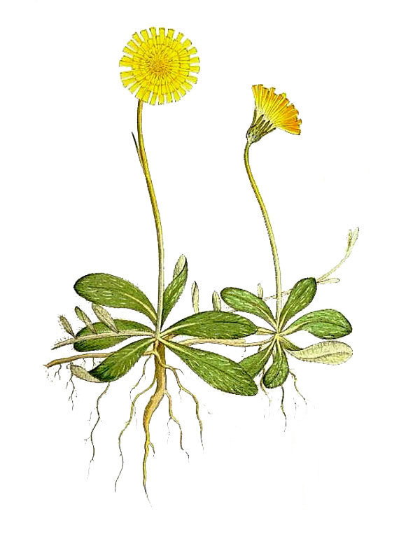 Hieracium pilosella