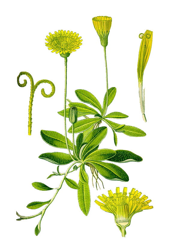 Hieracium pilosella