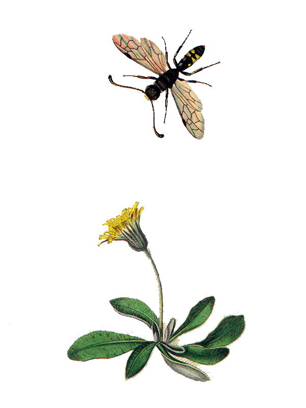 Hieracium pilosella