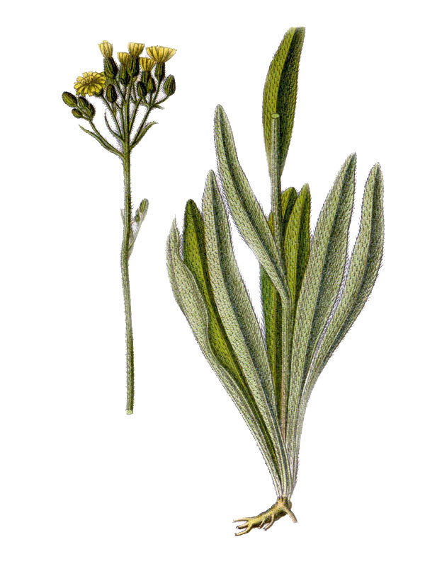 Hieracium praealtum