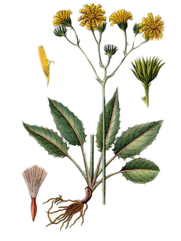 Hieracium silvaticum