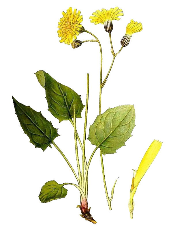 Hieracium triangulare