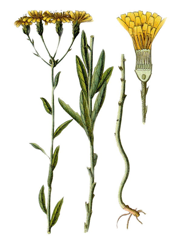 Hieracium umbellatum