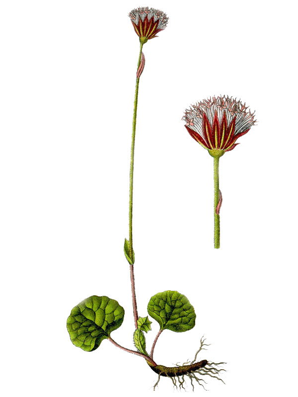 Homogyne alpina