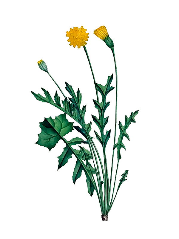 Hyoseris radiata