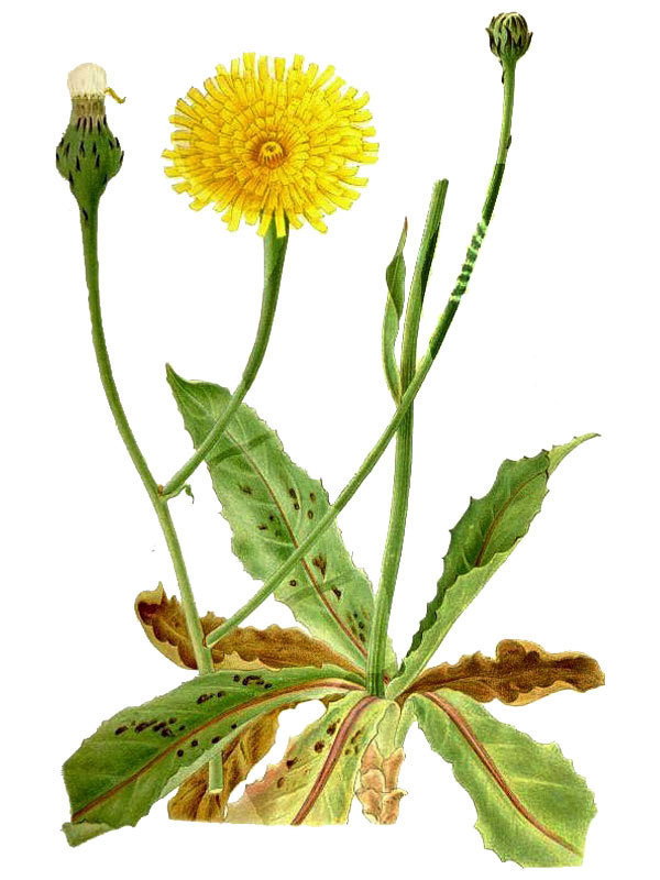 Hypochoeris maculata