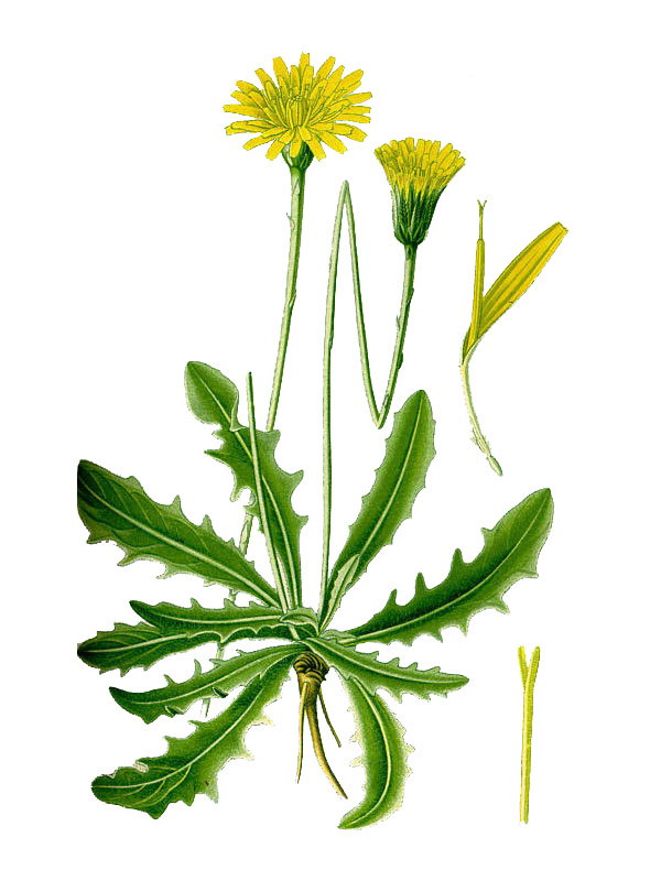 Hypochoeris radicata