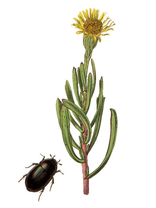 Inula crithmoides