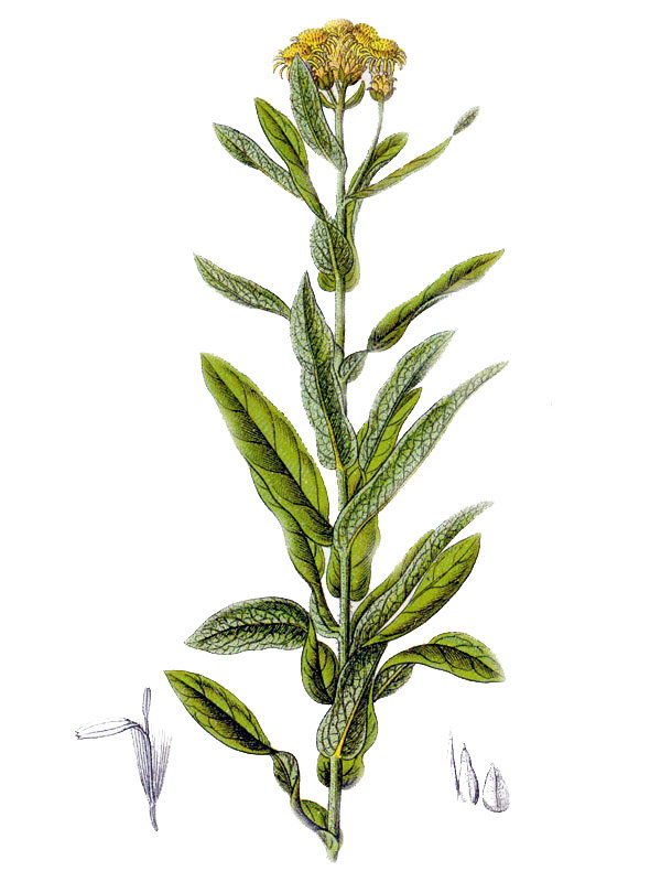 Inula germanica