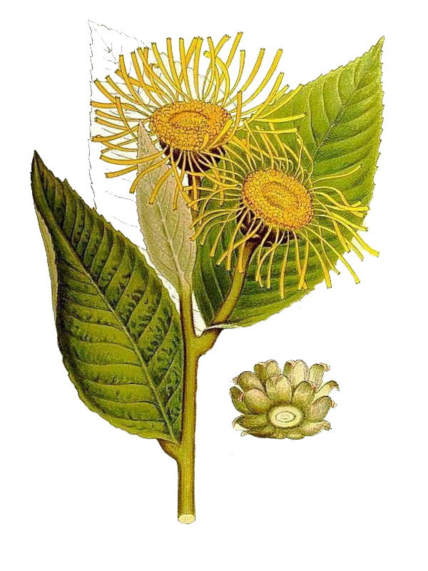Inula helenium