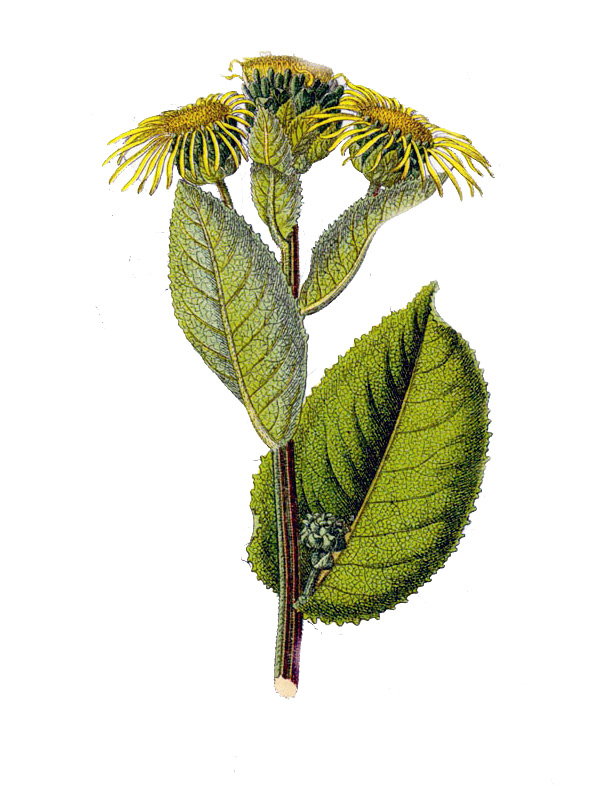 Inula helenium