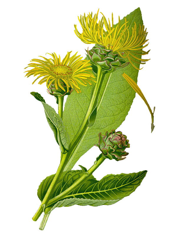 Inula helenium