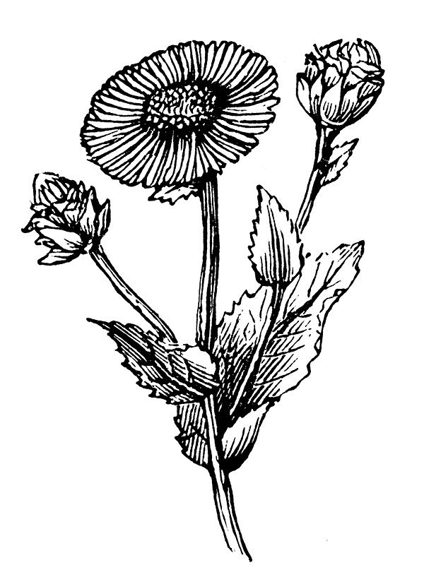 Inula helenium