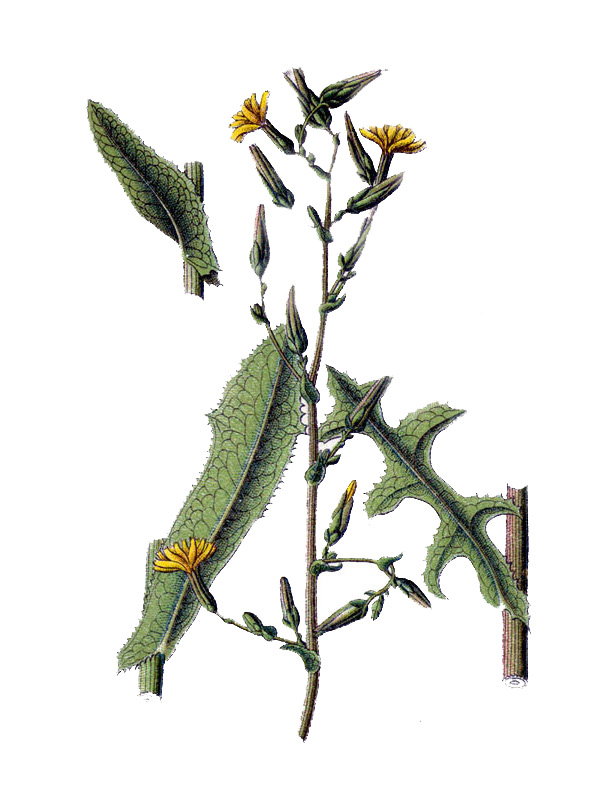 Lactuca scariola