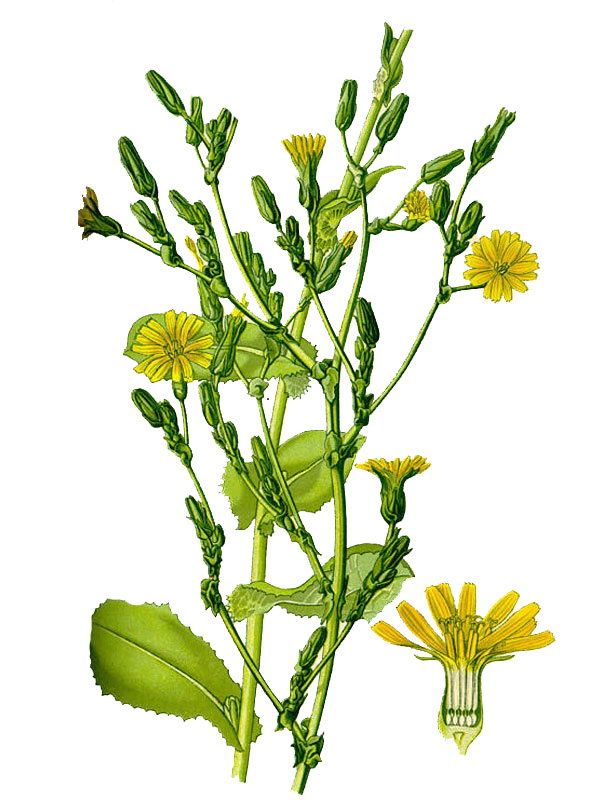Lactuca virosa