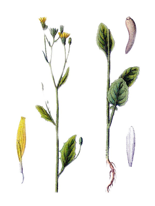 Lampsana communis