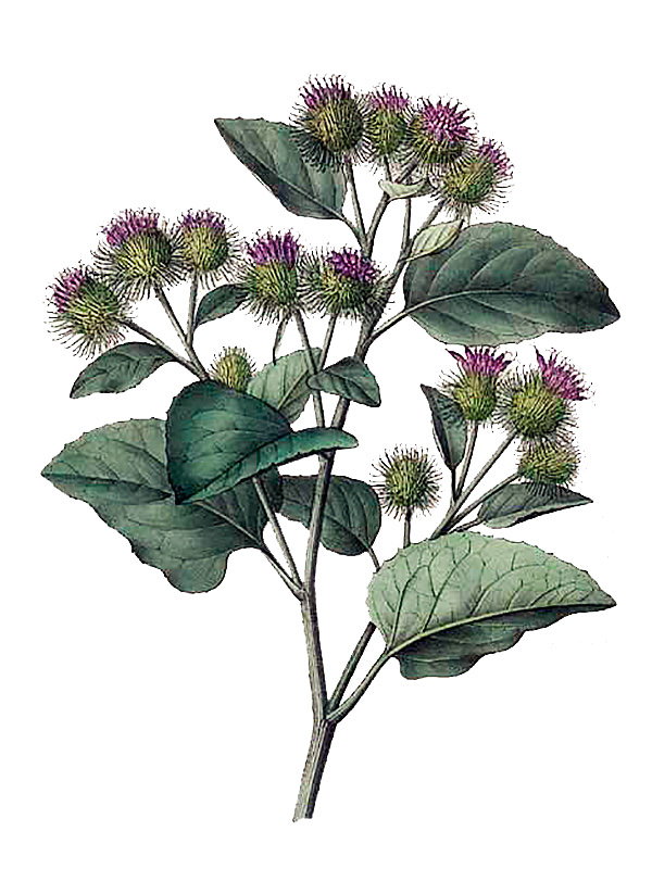 Lappa officinalis