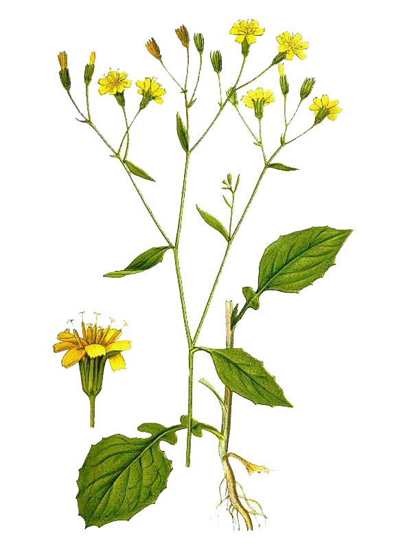Lapsana communis