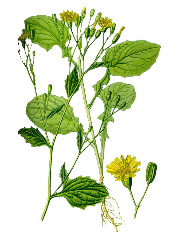 Lapsana communis