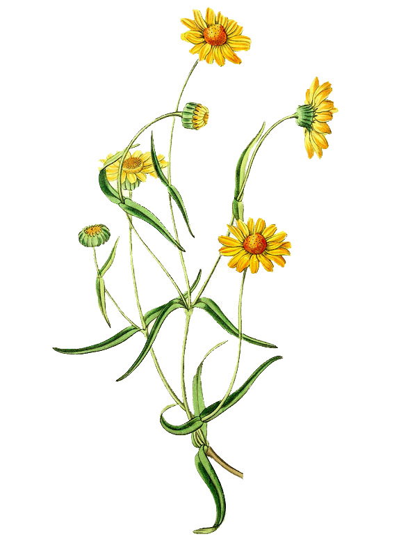 Lasthenia californica