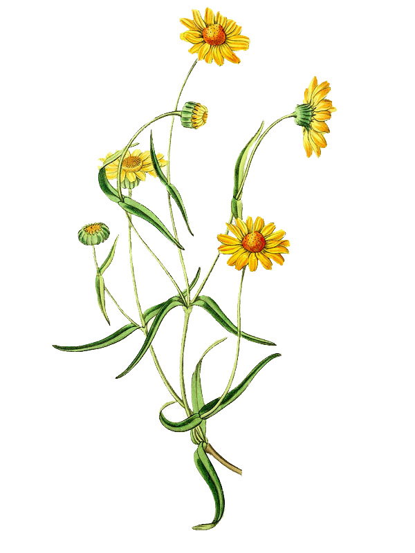 Lasthenia glabrata