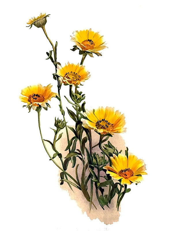 Layia gaillardiodes