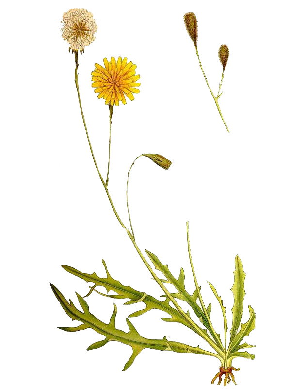 Leontodon autumnalis