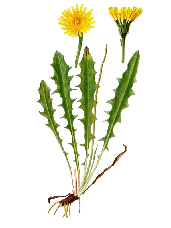Leontodon hispidus