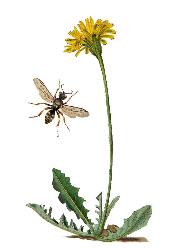 Leontodon hispidus