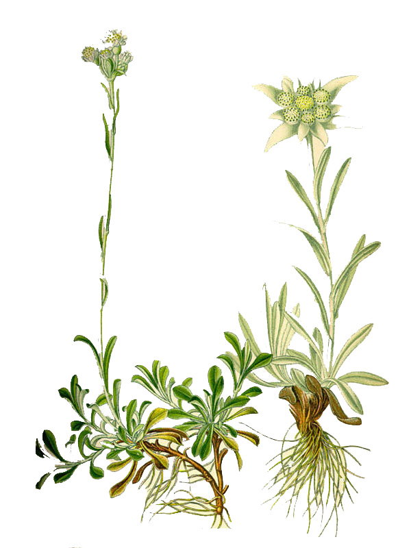 Leontopodium alpinum